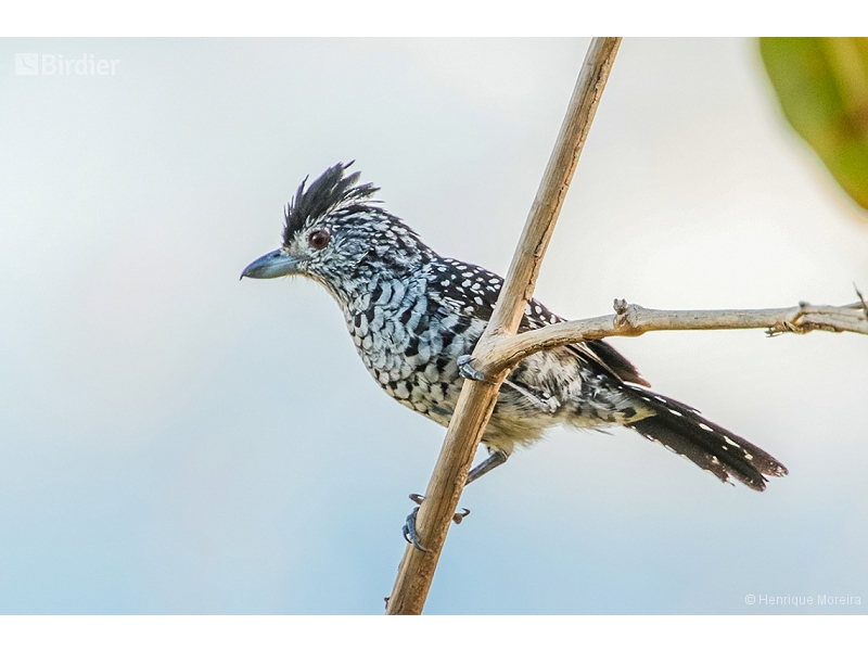 Caatinga Antshrike