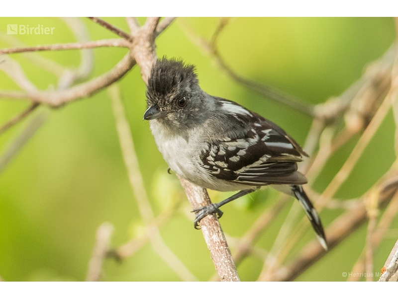 Planalto Slaty Antshrike
