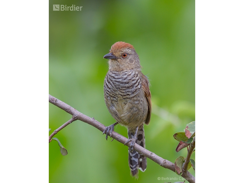 Rufous-capped Antshrike