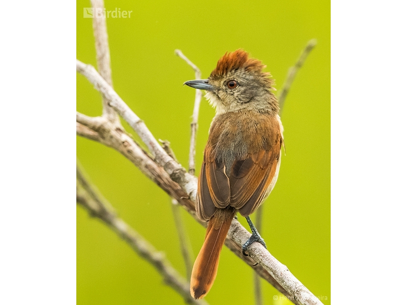 Rufous-winged Antshrike