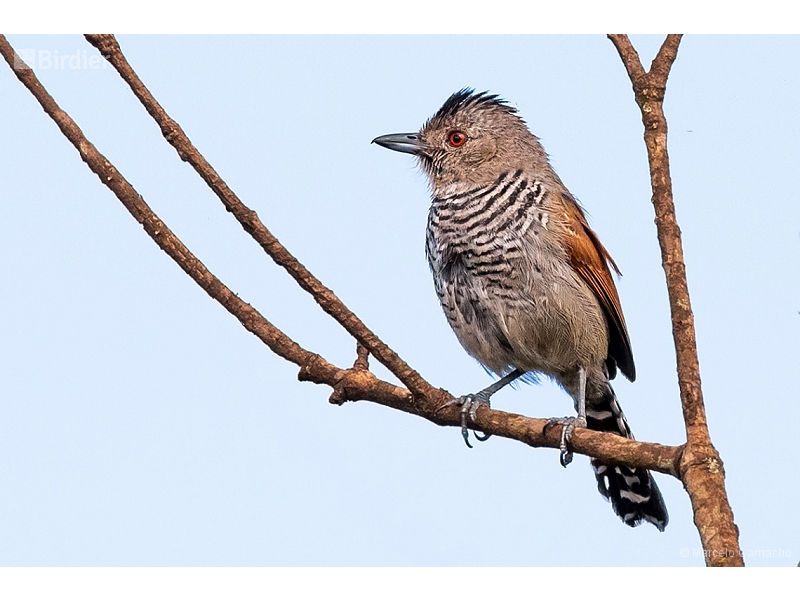 Rufous-winged Antshrike