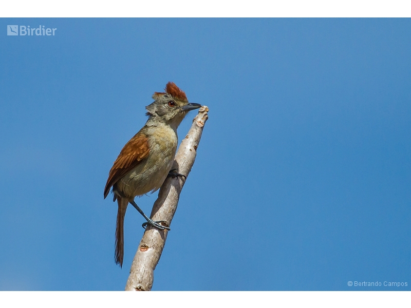 Rufous-winged Antshrike