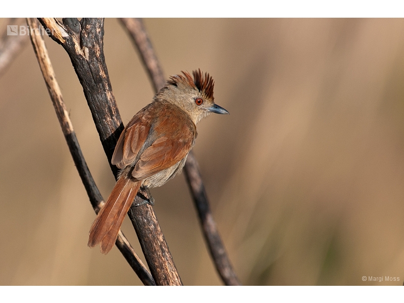 Rufous-winged Antshrike