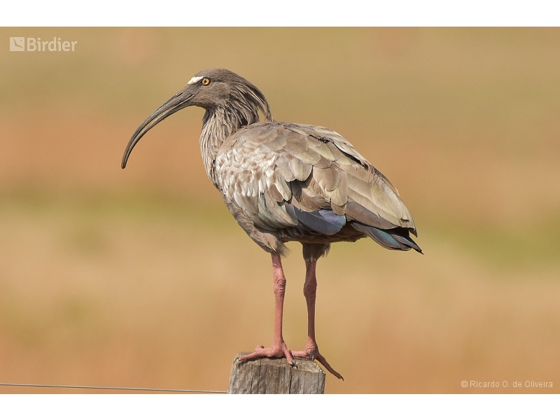 Plumbeous Ibis