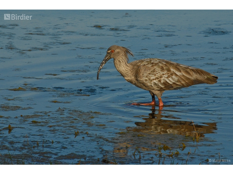 Plumbeous Ibis