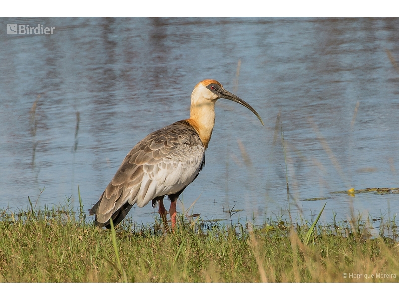 Buff-necked Ibis
