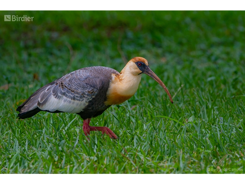 Buff-necked Ibis