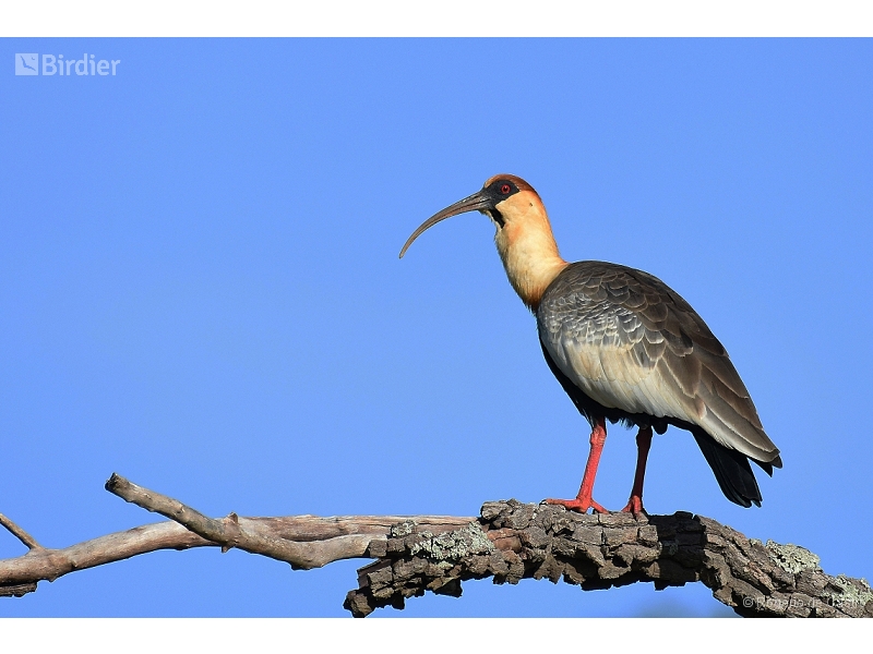 Buff-necked Ibis