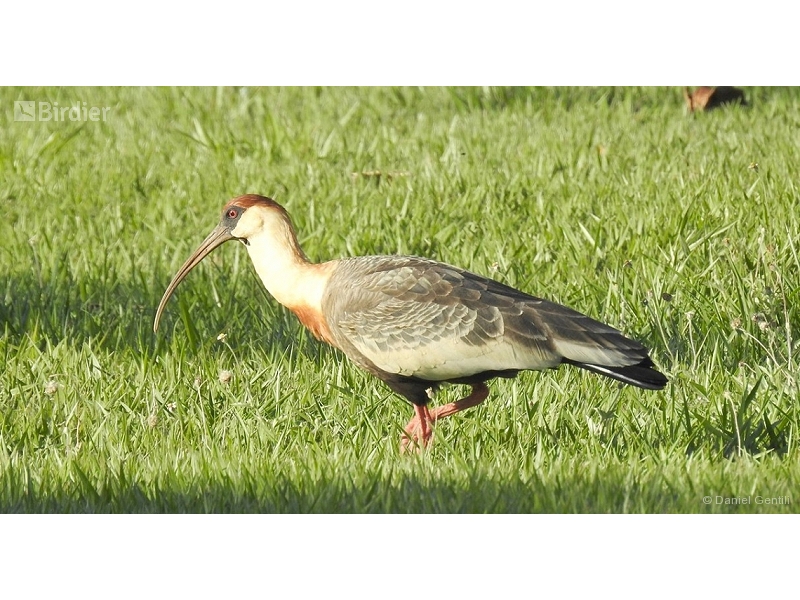 Buff-necked Ibis