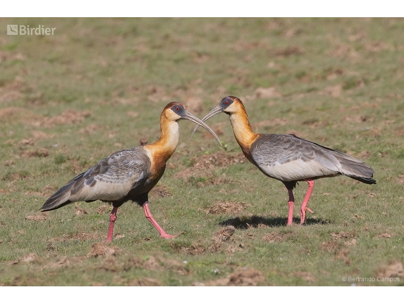 Buff-necked Ibis