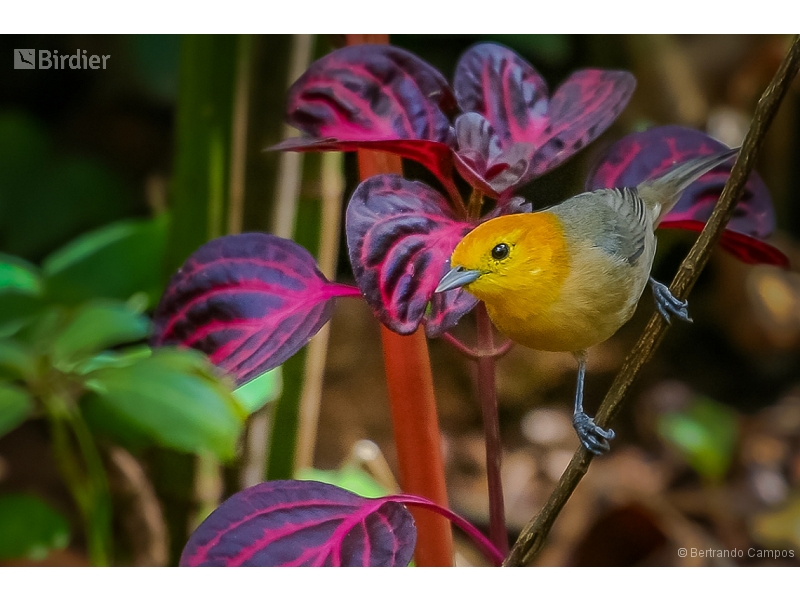 Orange-headed Tanager