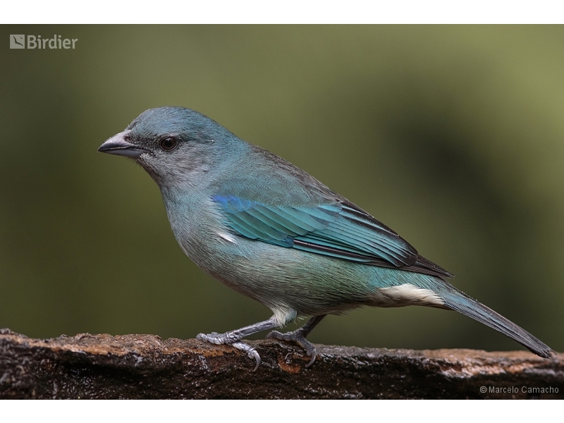 Azure-shouldered Tanager