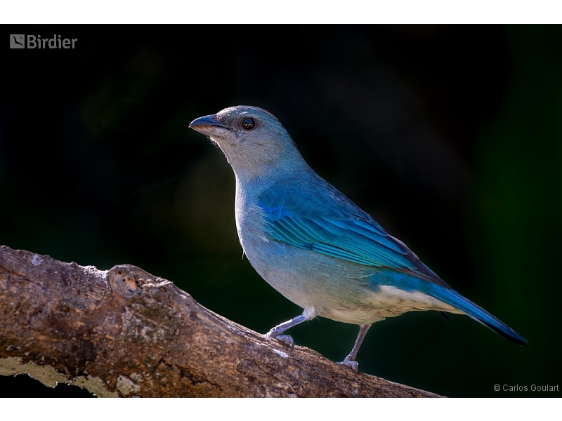 Azure-shouldered Tanager