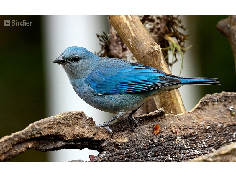 Azure-shouldered Tanager