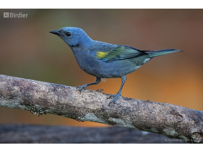 Golden-chevroned Tanager
