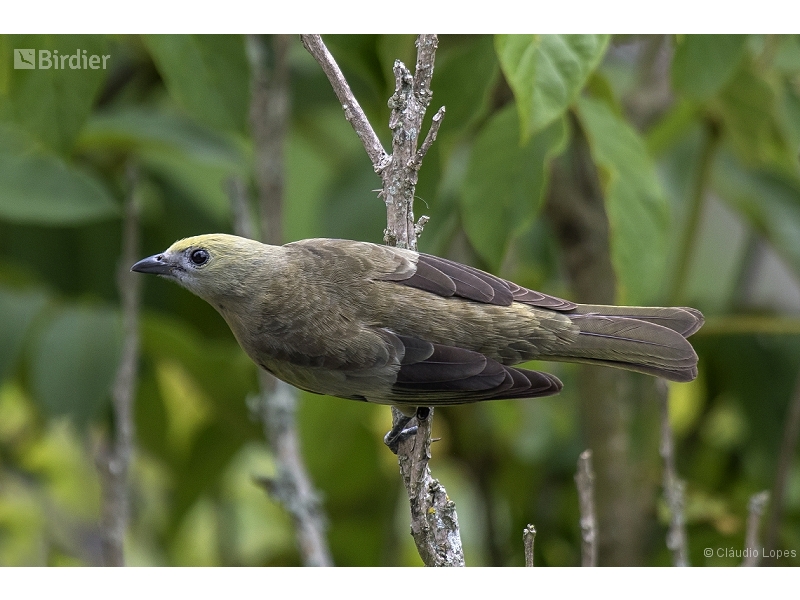 Palm Tanager