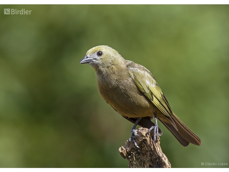 Palm Tanager