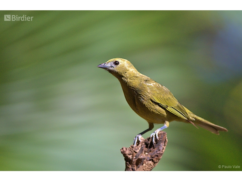 Palm Tanager
