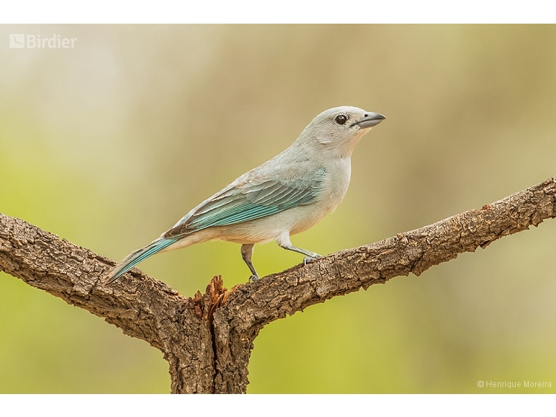 Sayaca Tanager