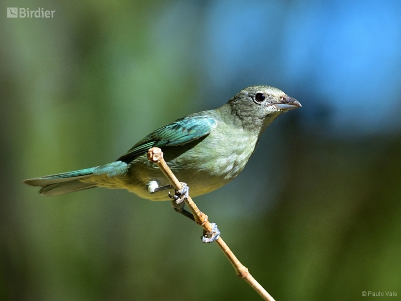 Sayaca Tanager