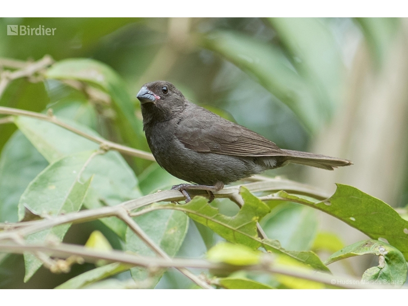 Sooty Grassquit