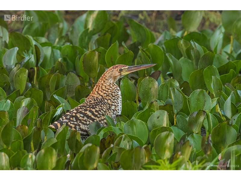 Rufescent Tiger Heron