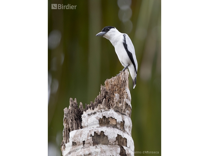 Black-crowned Tityra