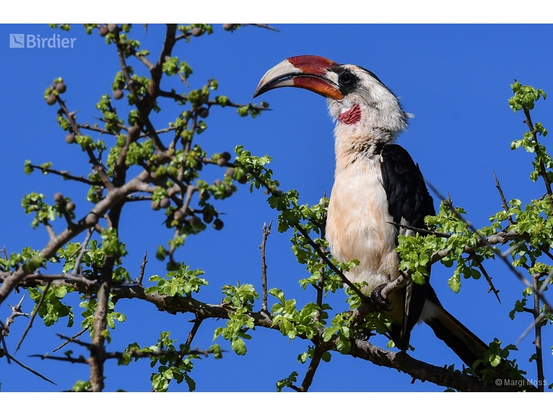 Von der Decken's Hornbill