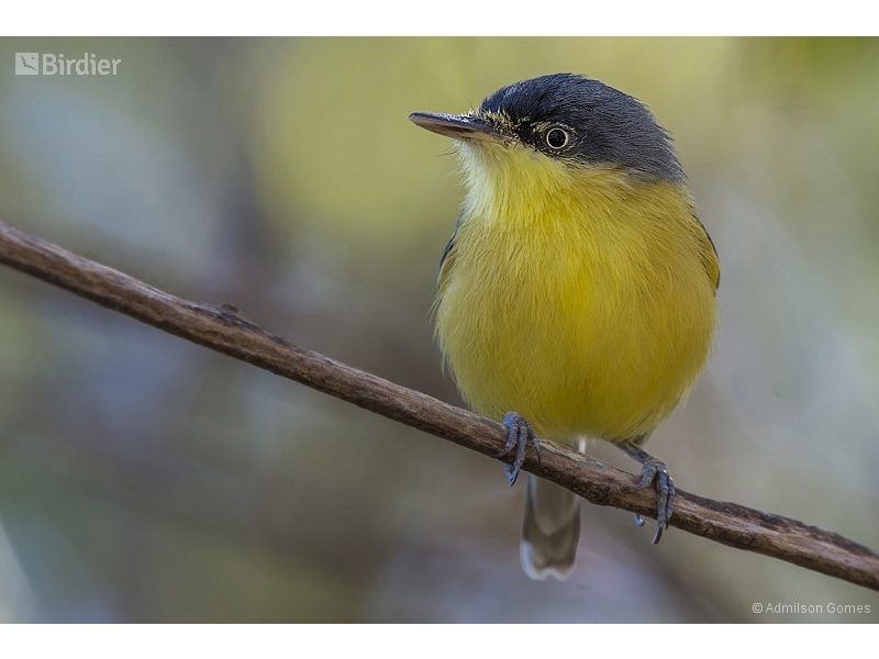 Common Tody-Flycatcher