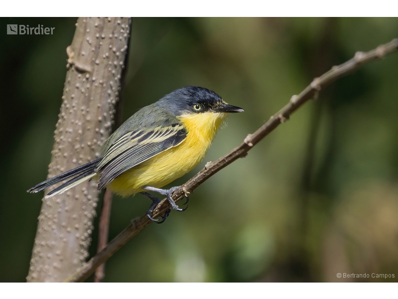 Common Tody-Flycatcher
