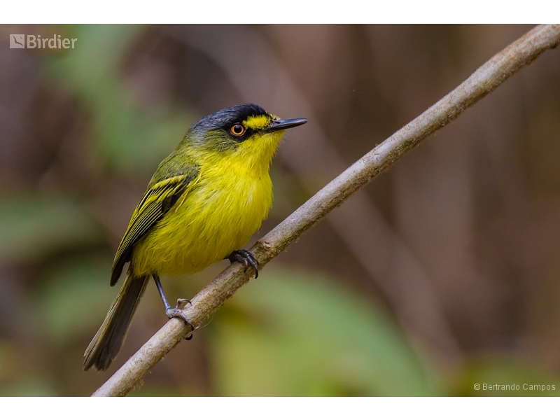 Yellow-lored Tody-Flycatcher