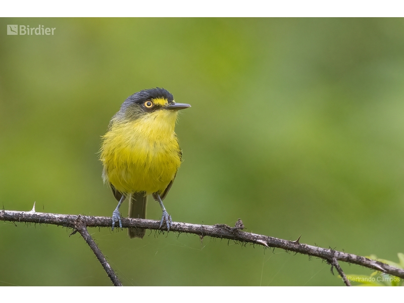 Yellow-lored Tody-Flycatcher