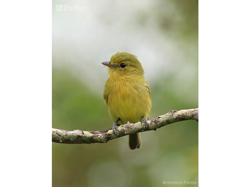 Ochre-lored Flatbill