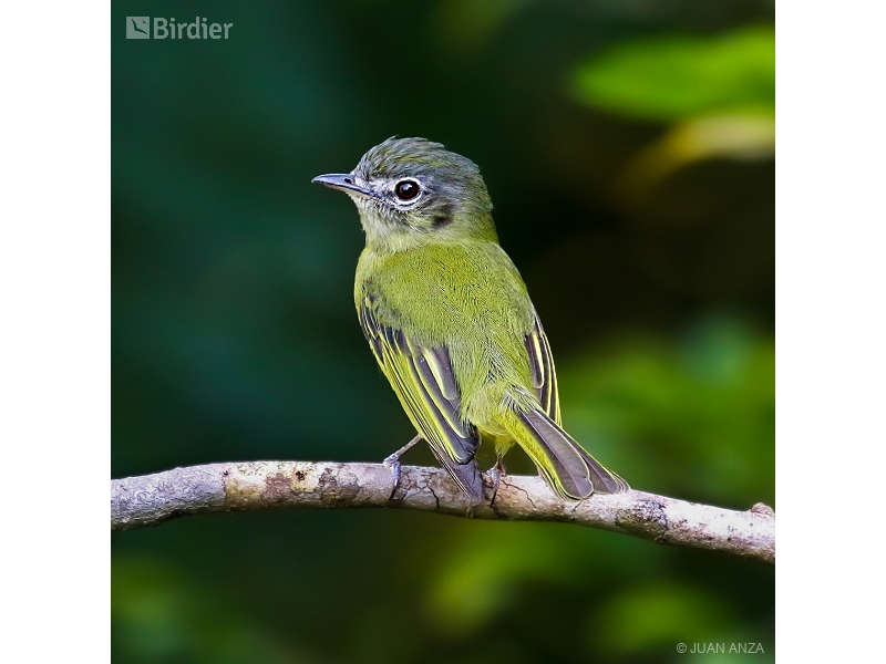 Yellow-olive Flatbill