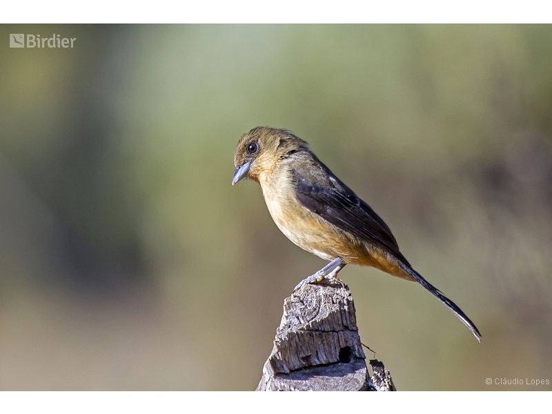 Black-goggled Tanager