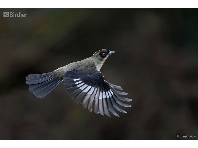 Black-goggled Tanager