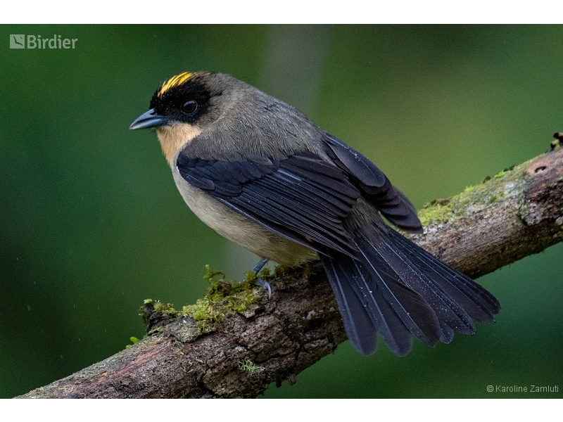 Black-goggled Tanager