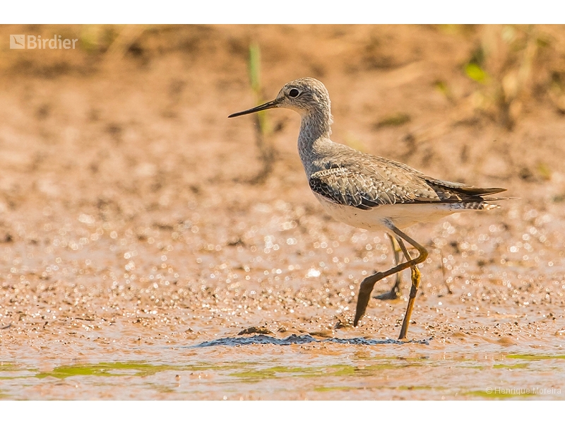 Lesser Yellowlegs