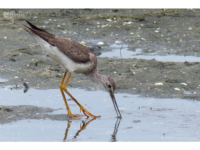 Greater Yellowlegs
