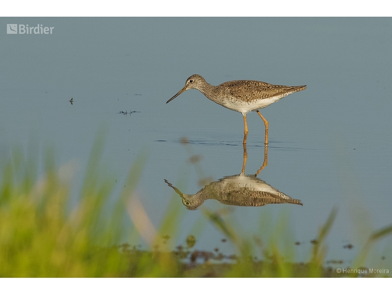 Greater Yellowlegs