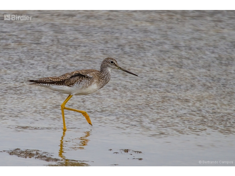 Greater Yellowlegs