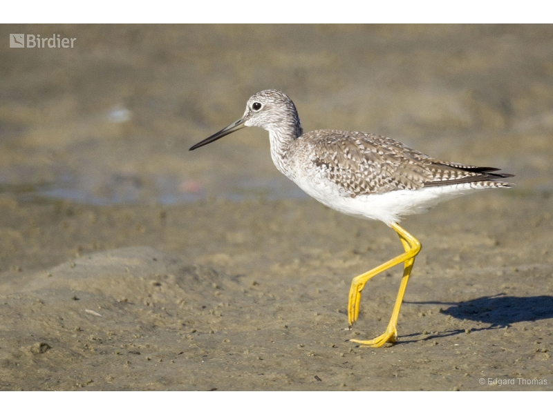 Greater Yellowlegs