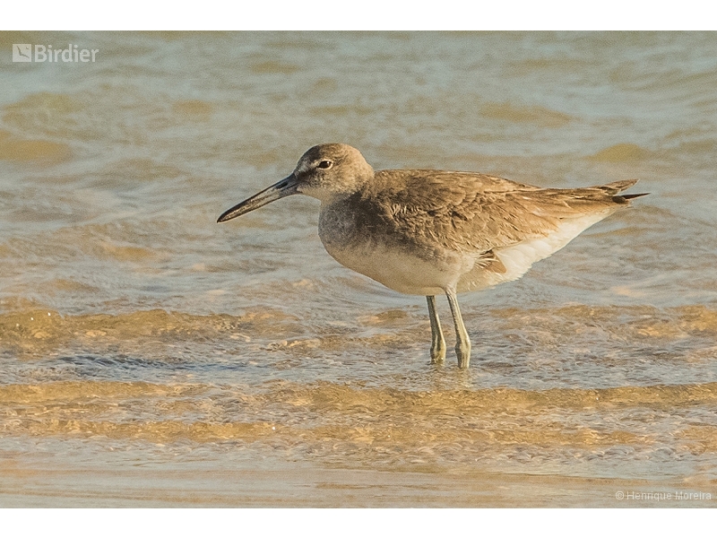 Willet
