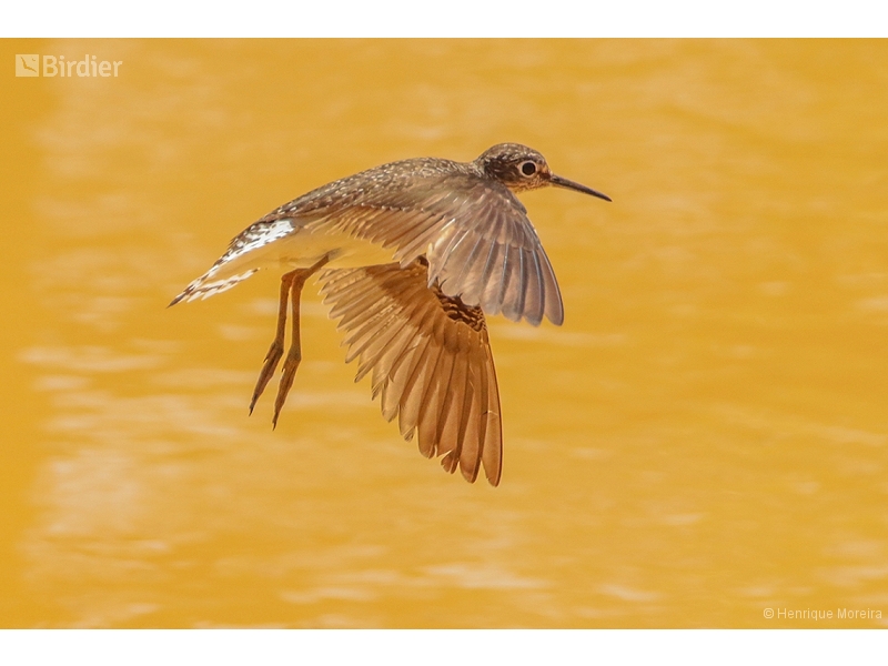 Solitary Sandpiper