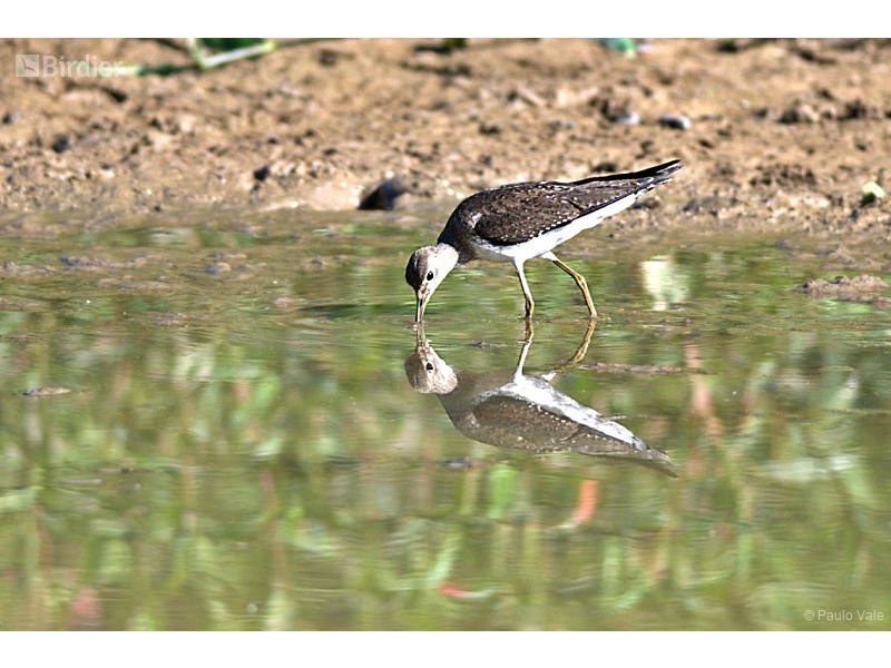 Solitary Sandpiper