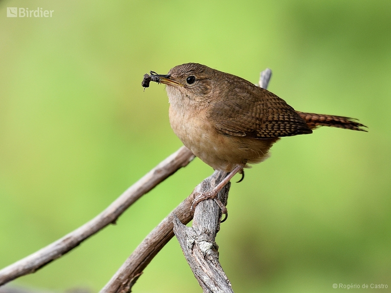 Southern House Wren