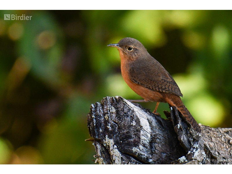 Southern House Wren