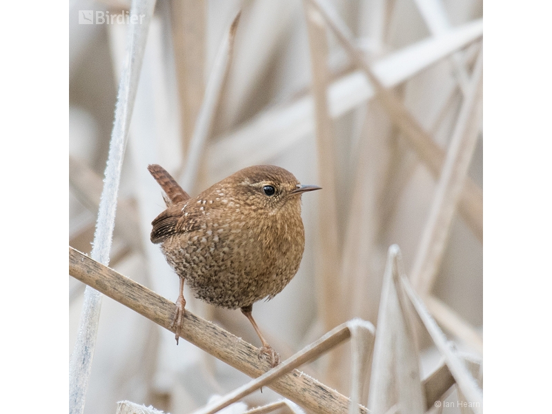 Winter Wren