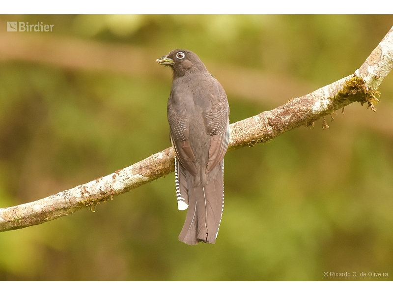 Green-backed Trogon