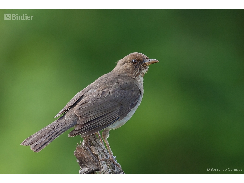Creamy-bellied Thrush